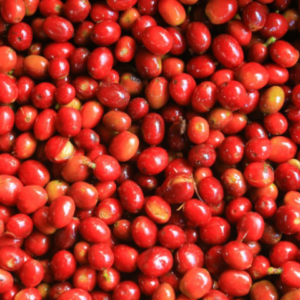 エチオピア　イルガチェフィー　ベレカＧ１ 100g